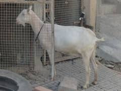 2 male goats and 2 female goats and two male kids