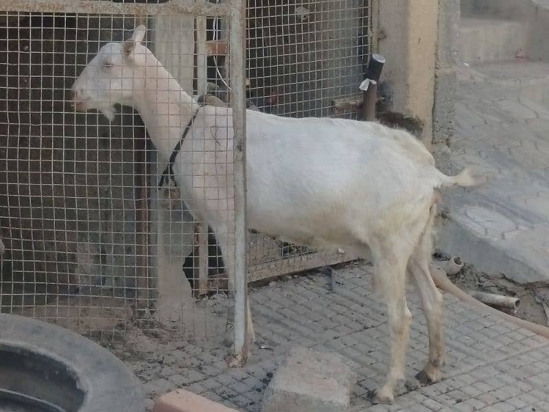 2 male goats and 2 female goats and two male kids 0