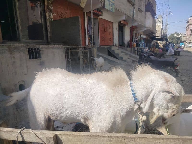 2 male goats and 2 female goats and two male kids 1