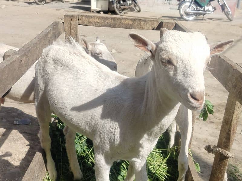 2 male goats and 2 female goats and two male kids 3