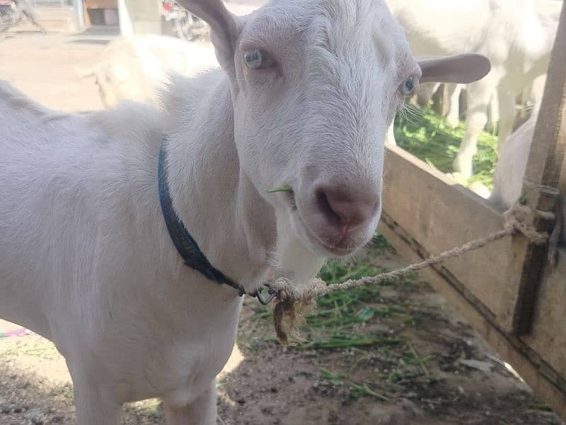 2 male goats and 2 female goats and two male kids 4