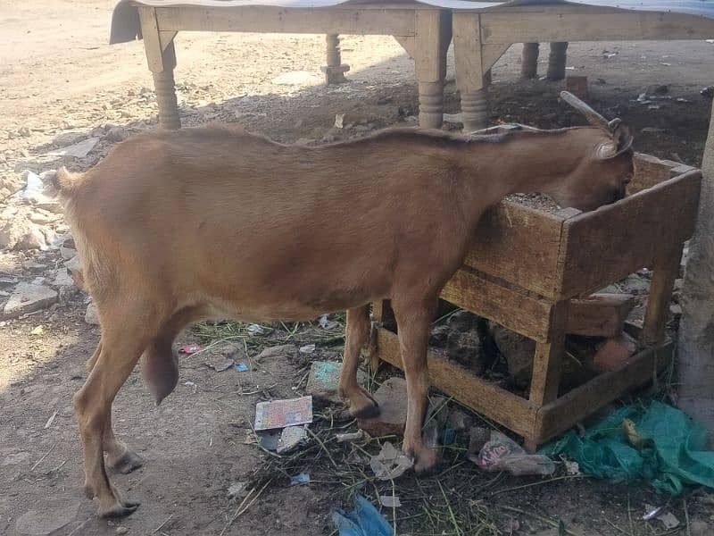 2 male goats and 2 female goats and two male kids 6