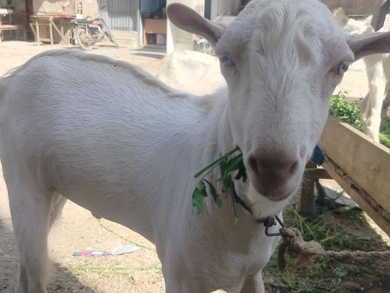 2 male goats and 2 female goats and two male kids 7