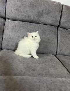 Persian kittens triple coat pair for sale contact whatsap03046501951