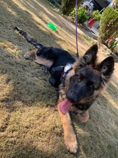 GSD long cot full vaccinated full trin