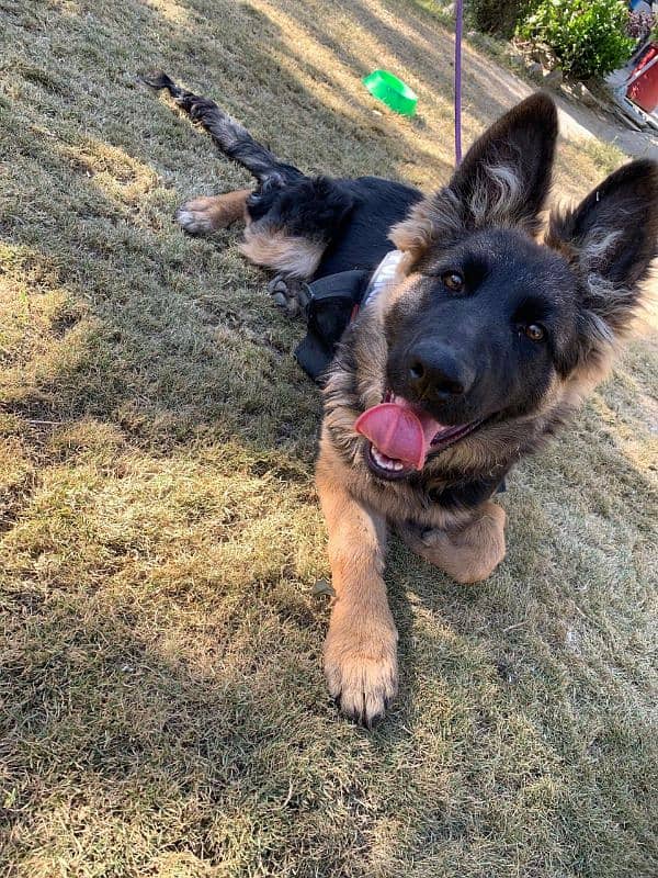 GSD long cot full vaccinated full trin 2