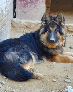 german shephard female long coart dog  7 month