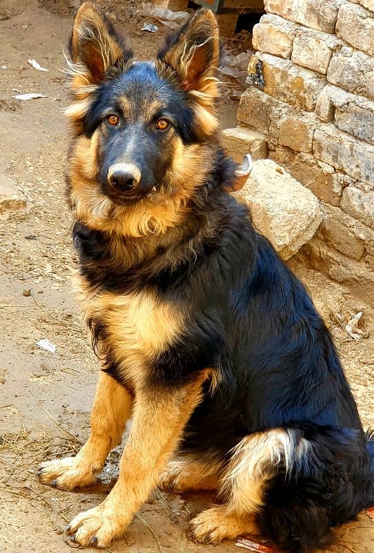 german shephard female long coart dog  7 month 1