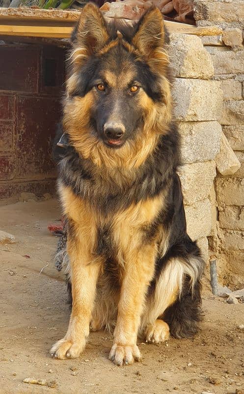 german shephard female long coart dog  7 month 2