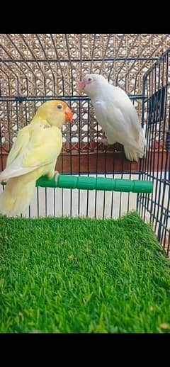 love bird pair albino x decino red eyes