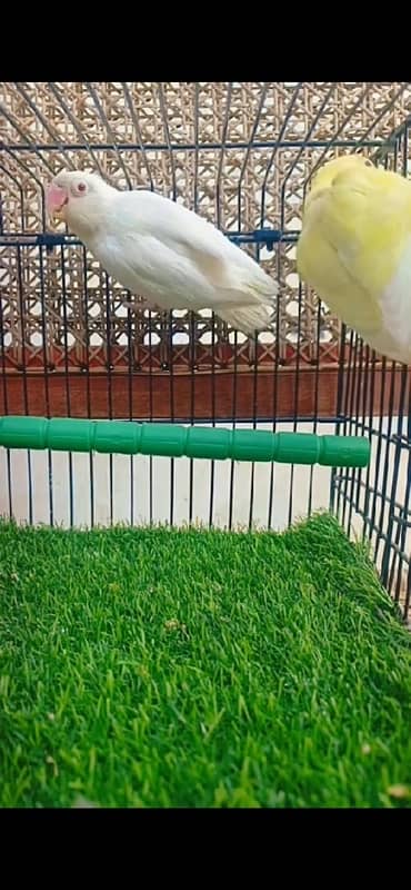 love bird pair albino x decino red eyes 1