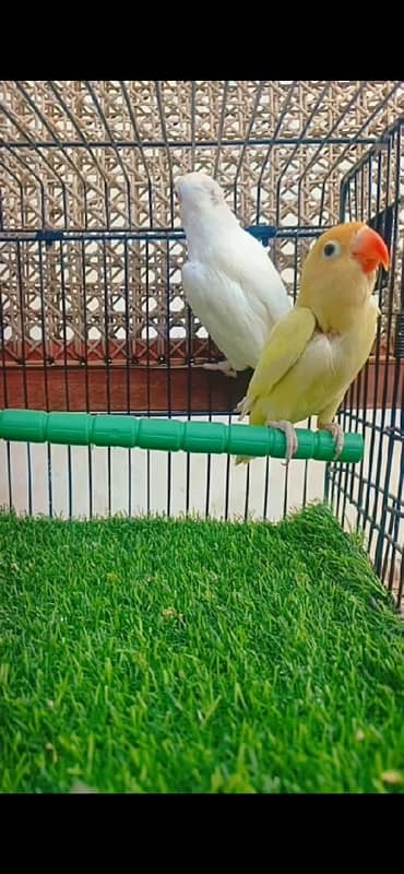 love bird pair albino x decino red eyes 2