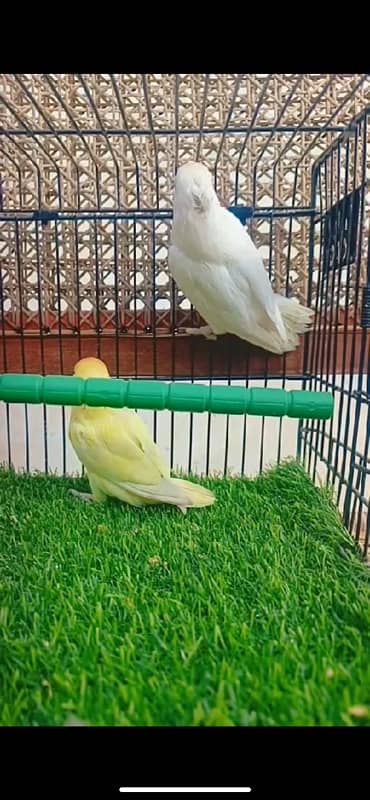 love bird pair albino x decino red eyes 3