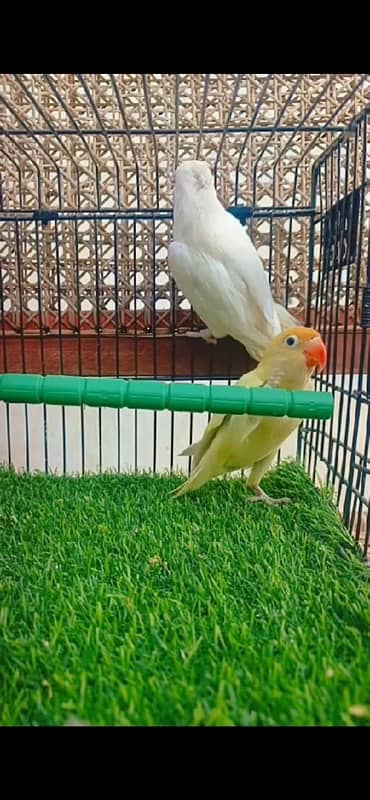 love bird pair albino x decino red eyes 4