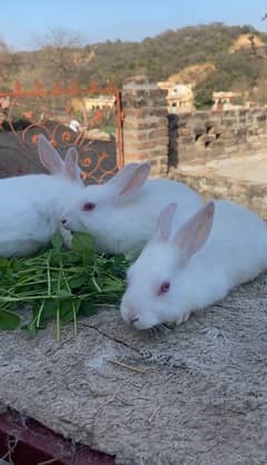 Dasi Rabbits