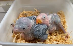 Alexandrine parrot, Kashmiri Raa parrot chicks available