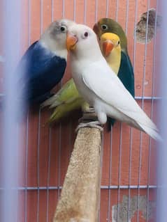 Love birds 6 month approx pathy