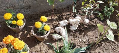 Blue Australorp, Plymouth, Splash Australorp, Lohman Brown Chicks