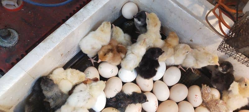 Blue Australorp, Plymouth, Splash Australorp, Lohman Brown Chicks 1