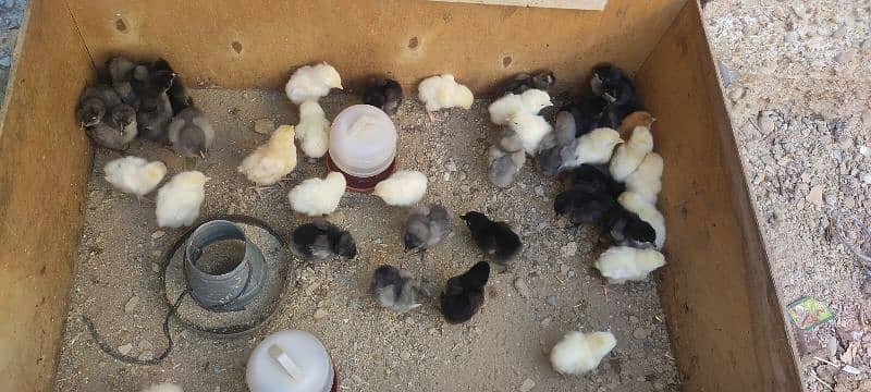 Blue Australorp, Plymouth, Splash Australorp, Lohman Brown Chicks 3