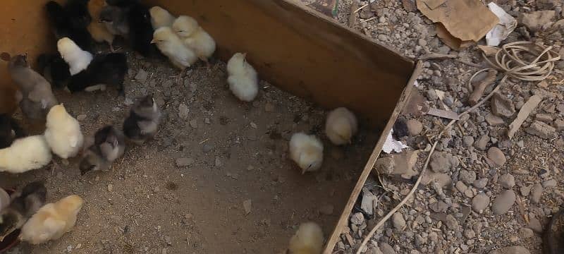 Blue Australorp, Plymouth, Splash Australorp, Lohman Brown Chicks 4