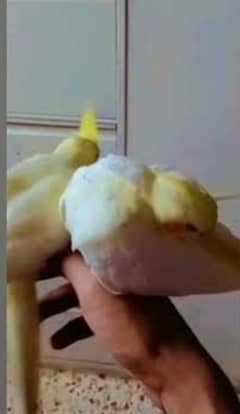 cocktail pair hand tame