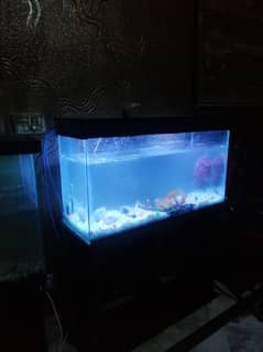 Fish Aquarium