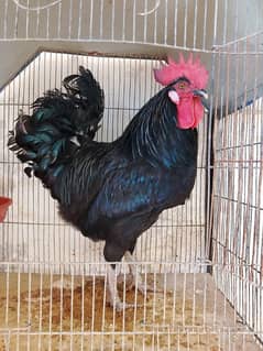 Australorp male