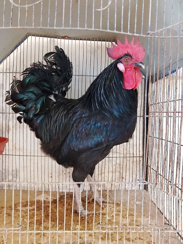 Australorp male 0