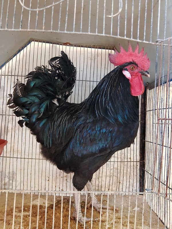 Australorp male 1