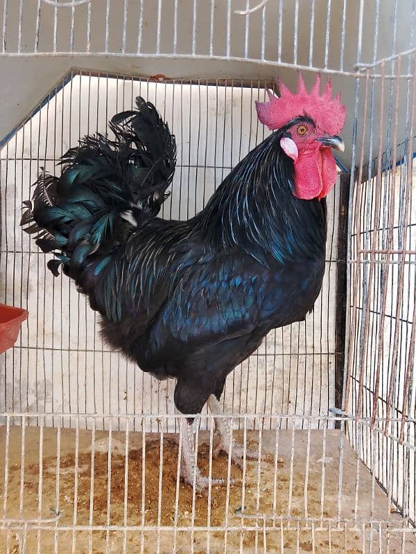 Australorp male 2