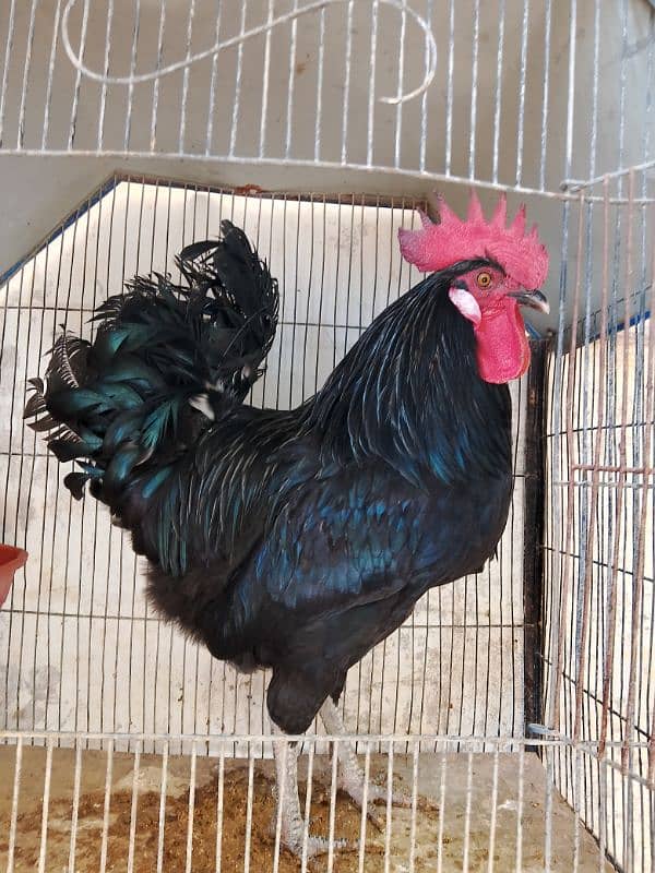 Australorp male 3