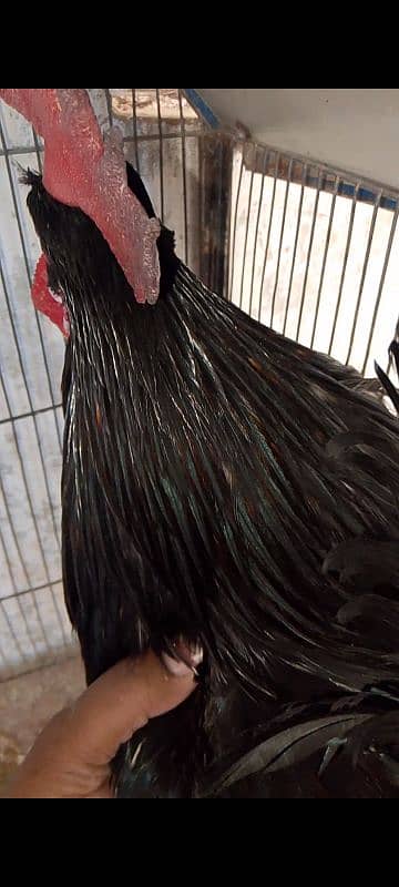 Australorp male 4