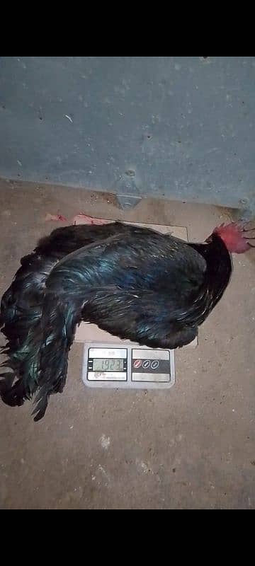 Australorp male 5