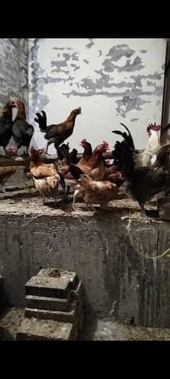 Desi Murgiyan (Hens) For Sale