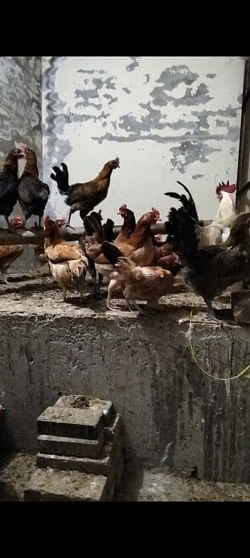 Desi Murgiyan (Hens) For Sale 0