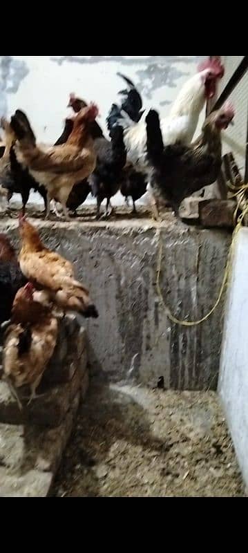 Desi Murgiyan (Hens) For Sale 1