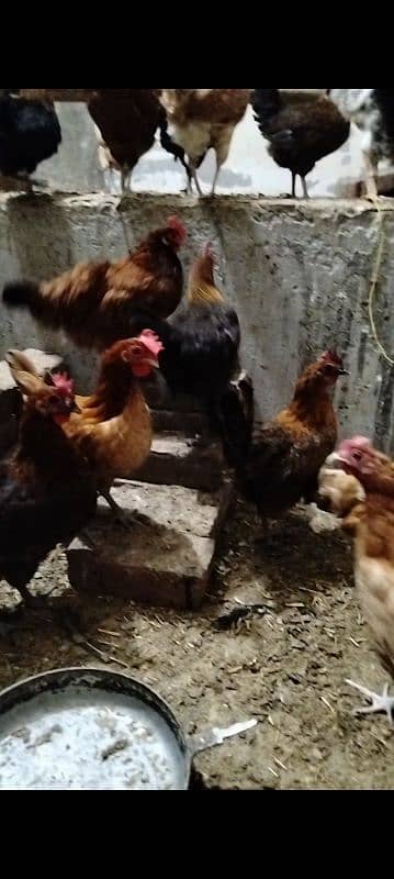 Desi Murgiyan (Hens) For Sale 2