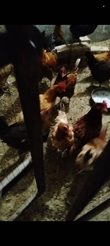 Desi Murgiyan (Hens) For Sale 3