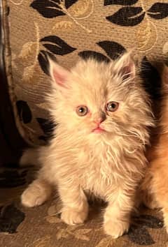 cute Persian kitten 2 month old Female