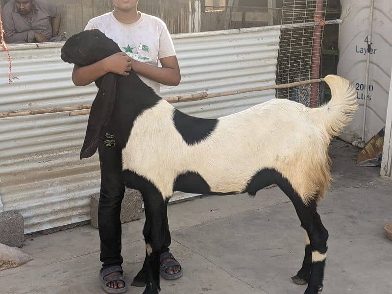 Qurbni bakre 2025 goats 0