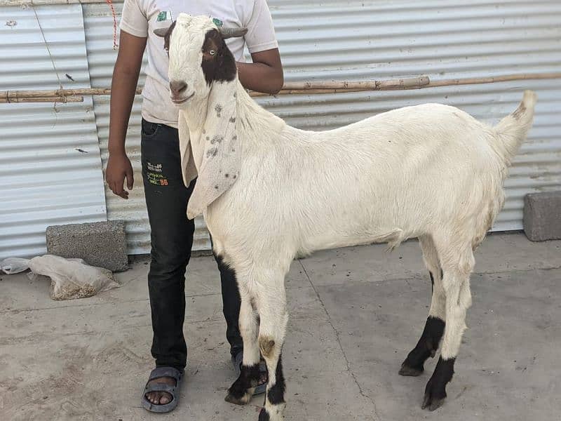 Qurbni bakre 2025 goats 4