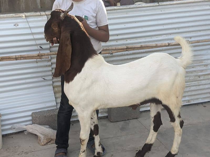 Qurbni bakre 2025 goats 9