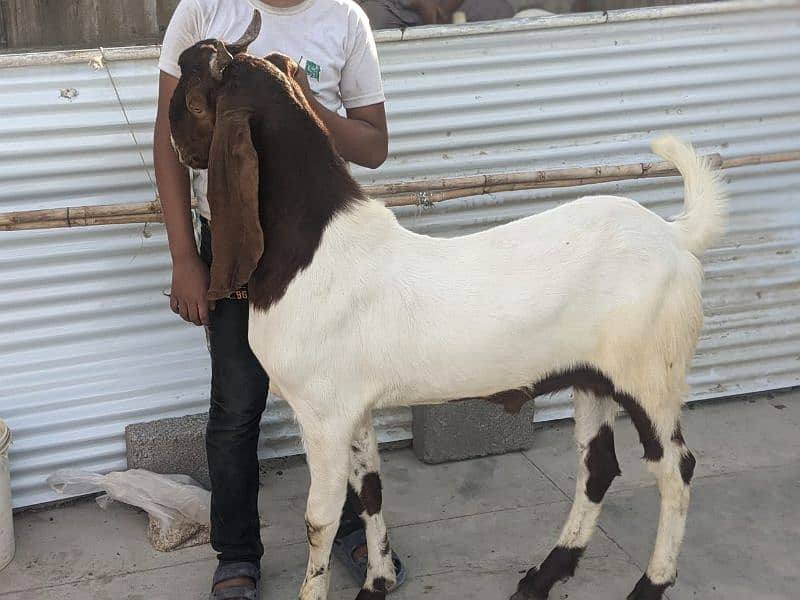 Qurbni bakre 2025 goats 10