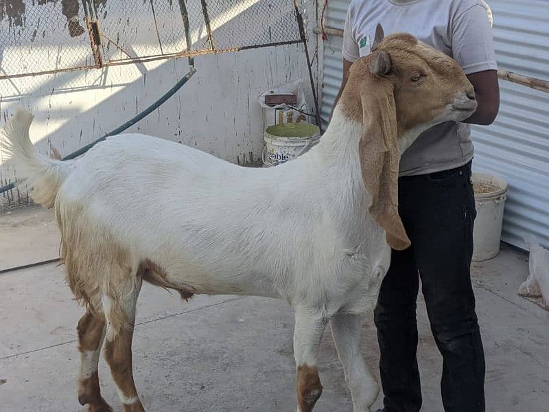 Qurbni bakre 2025 goats 12