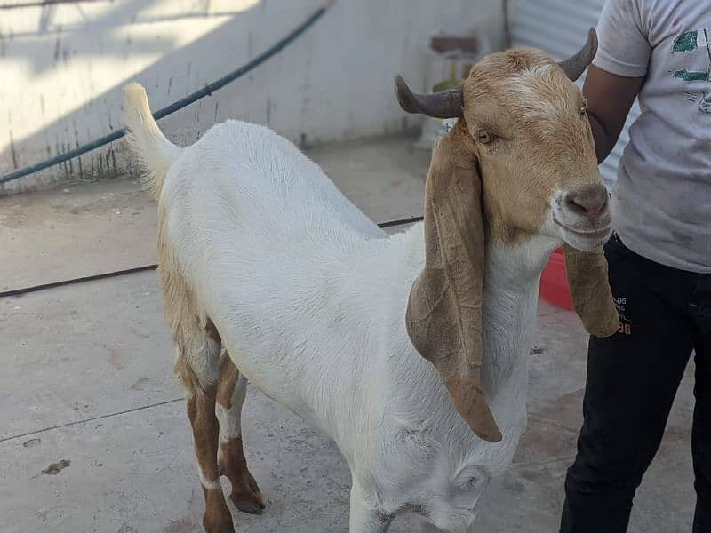 Qurbni bakre 2025 goats 14