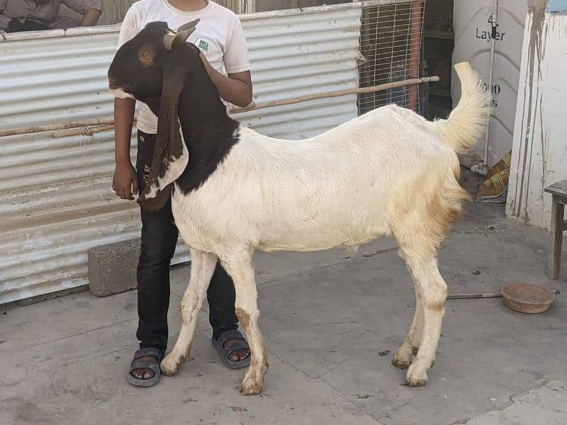 Qurbni bakre 2025 goats 17