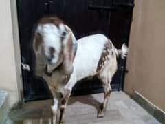 munda tapra bakra