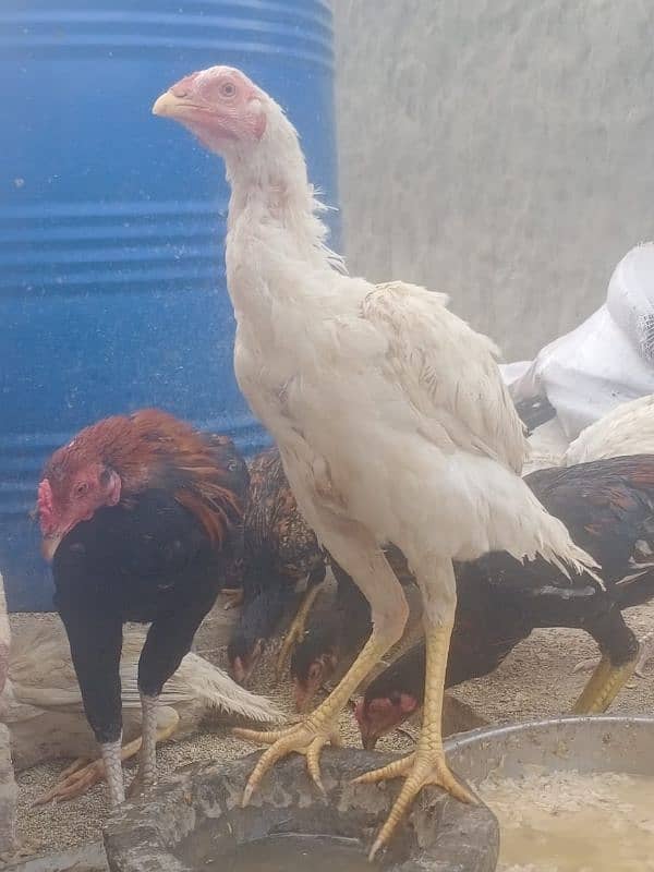 Aseel Heera Male patha for Sale 03089179667 0