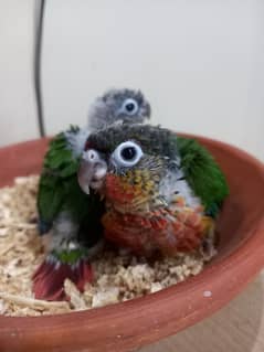 extream high red conure babies/chicks parrots